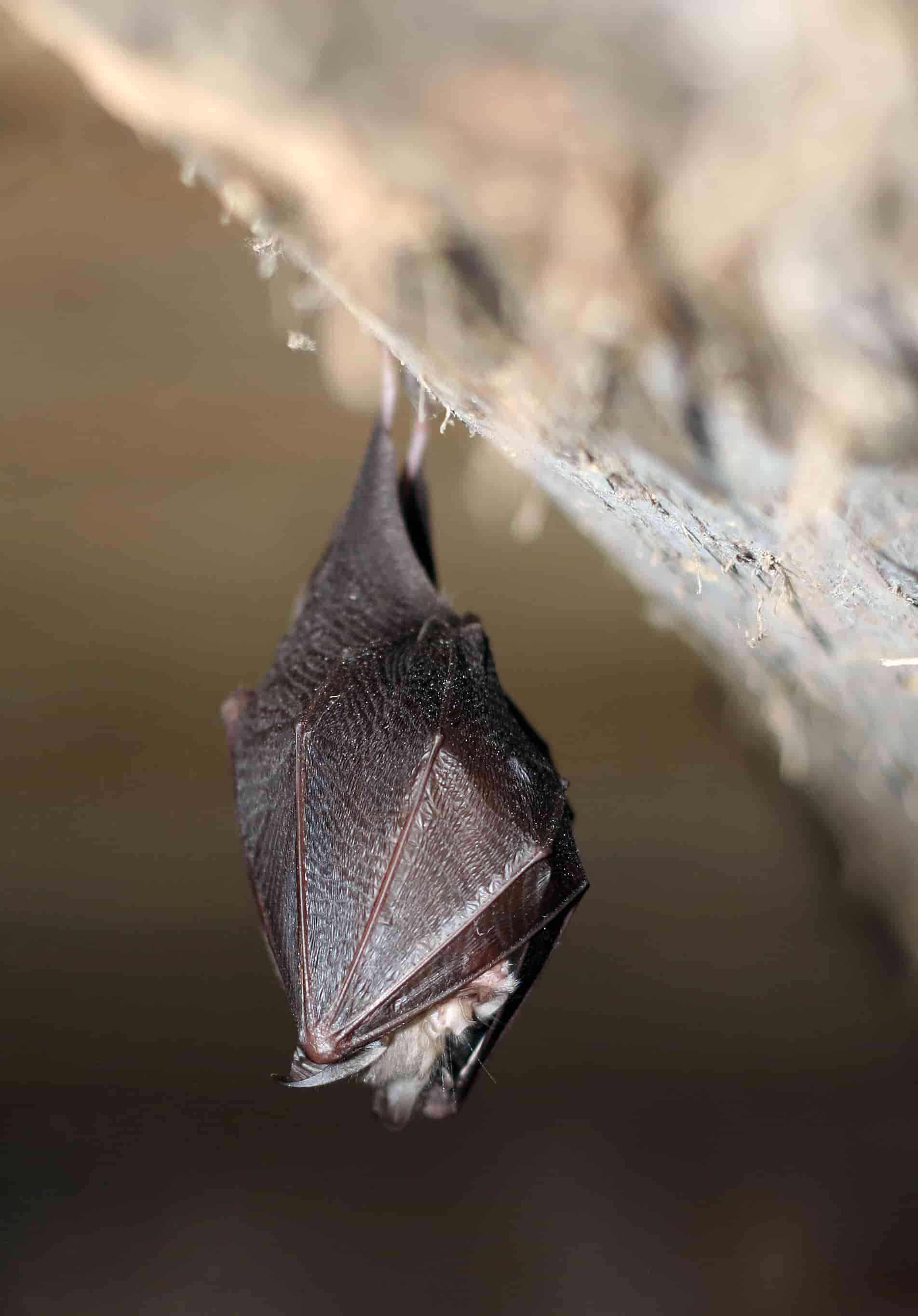 bat control in Des Moines des moines bat removal